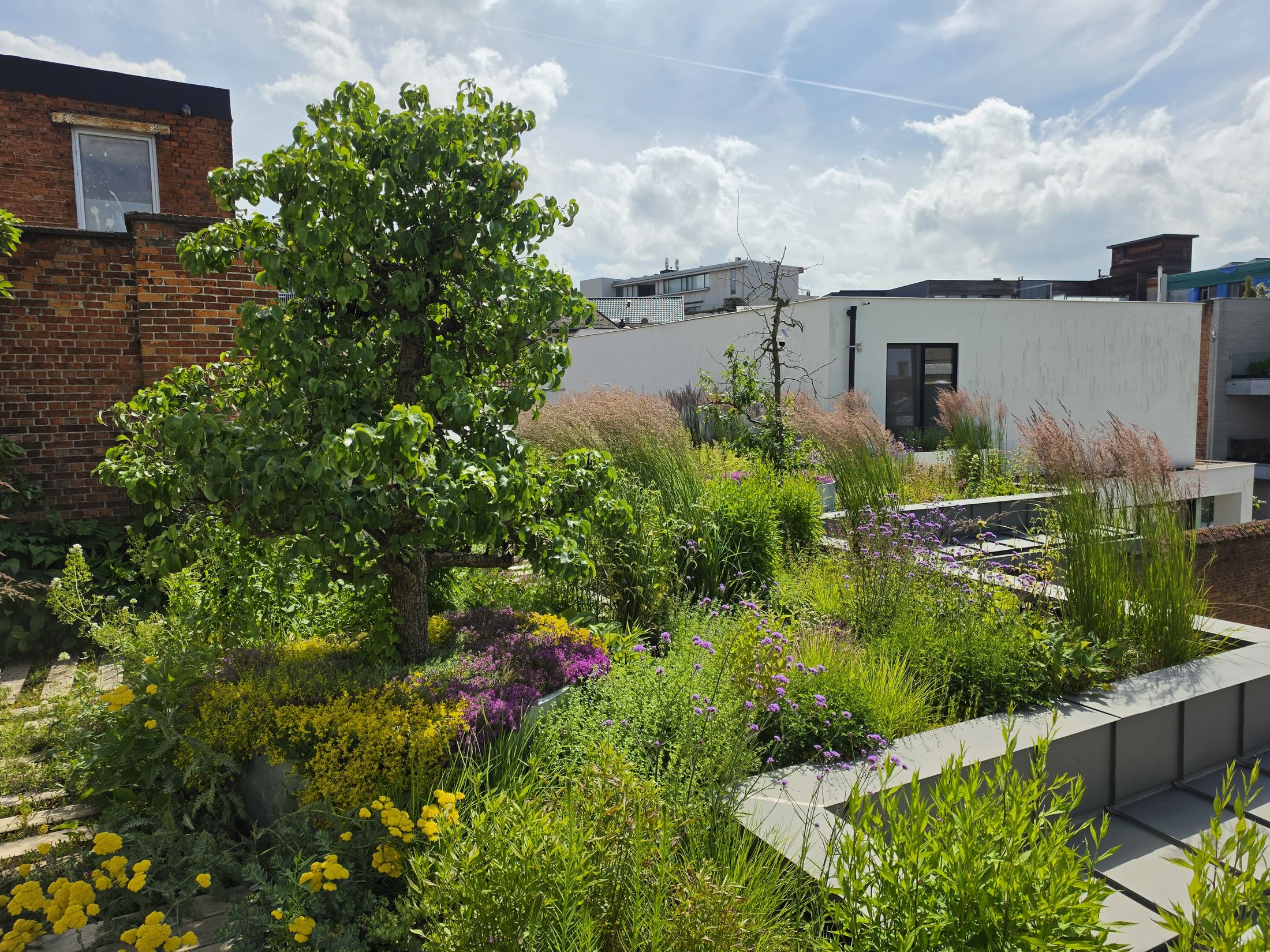 Retentiedaktuin met fruitbomen in Hasselt, foto 14