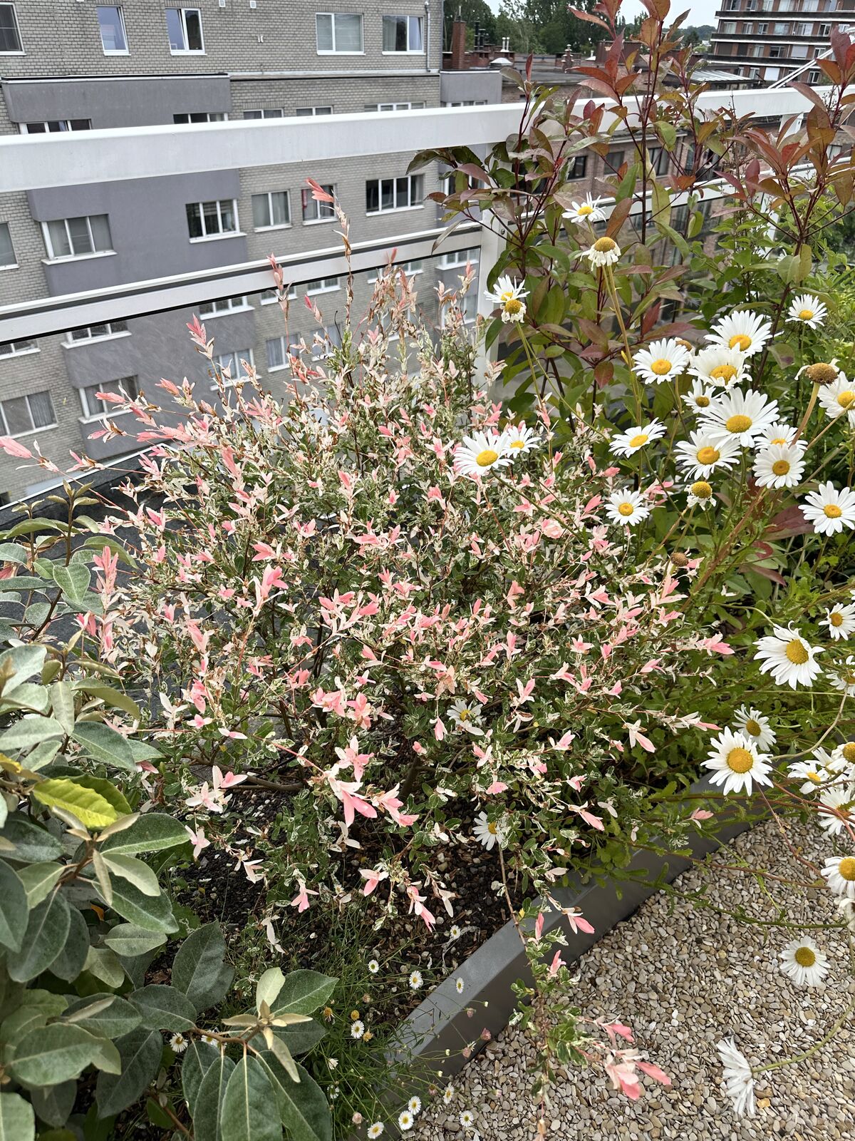 Daktuin met vijver in Borsbeek, foto 7