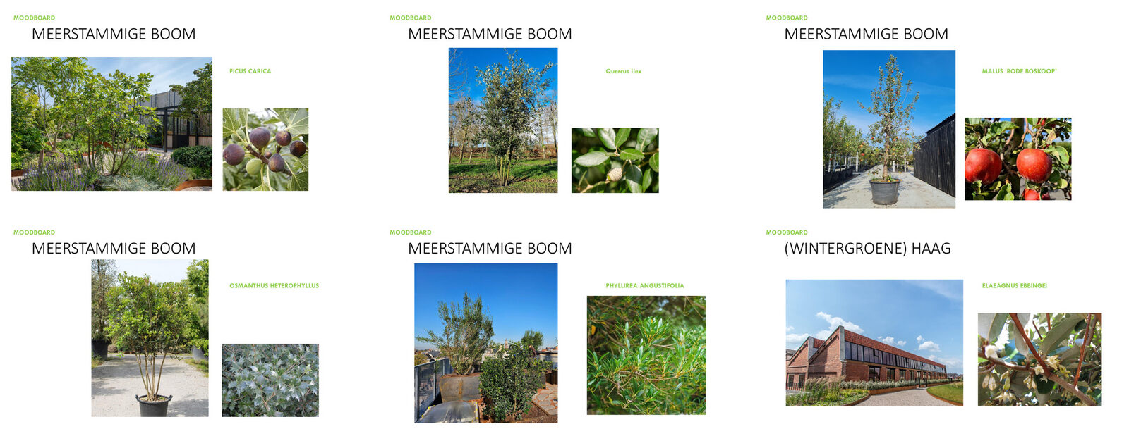 Moodboard met de voorgestelde bomen en beplanting